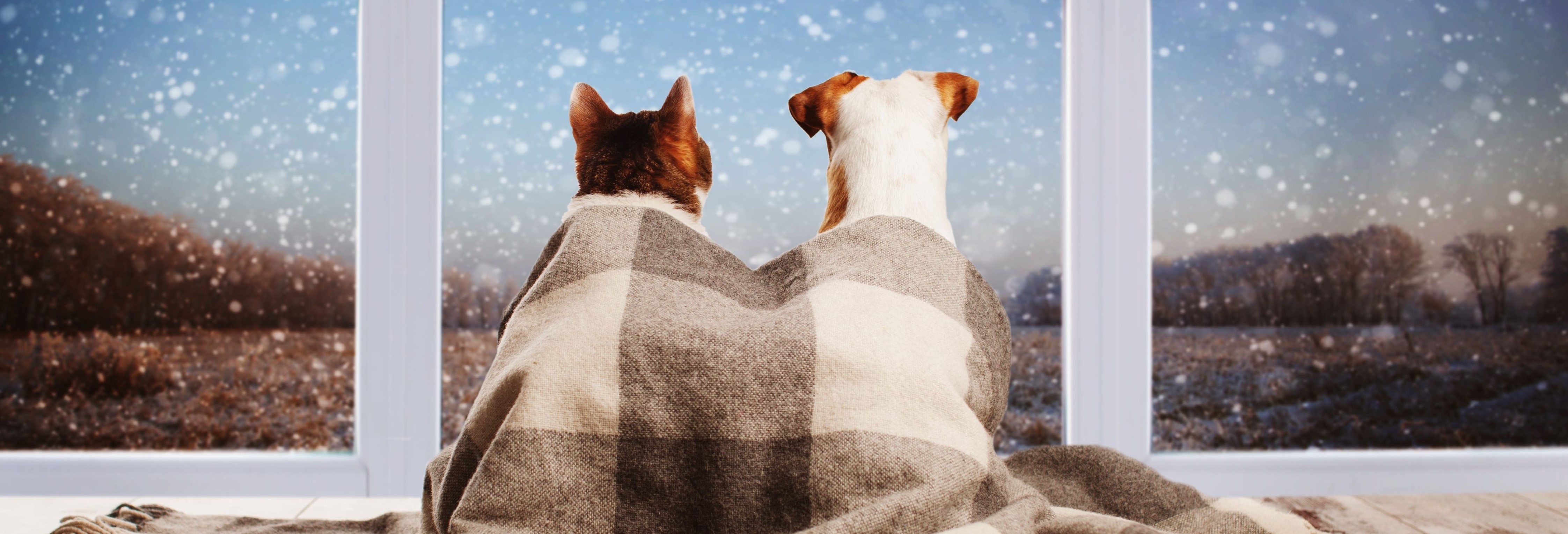 Cat and Dog in Blanket