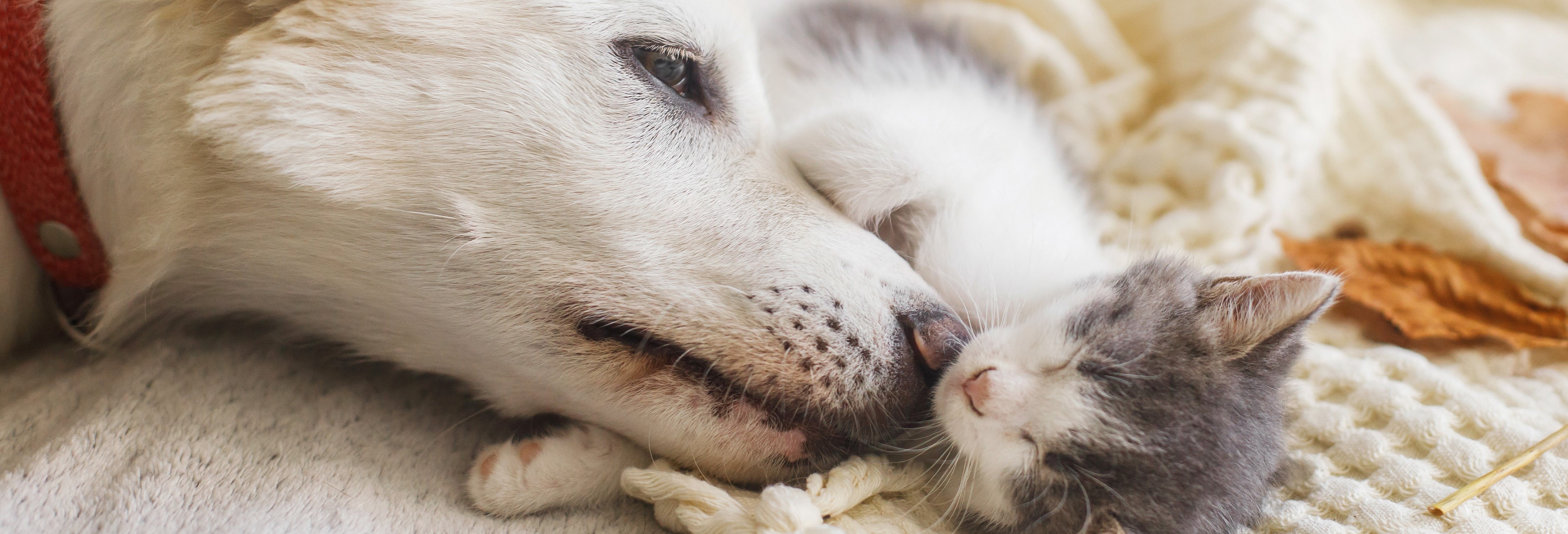 Dog and Kitten Snuggling