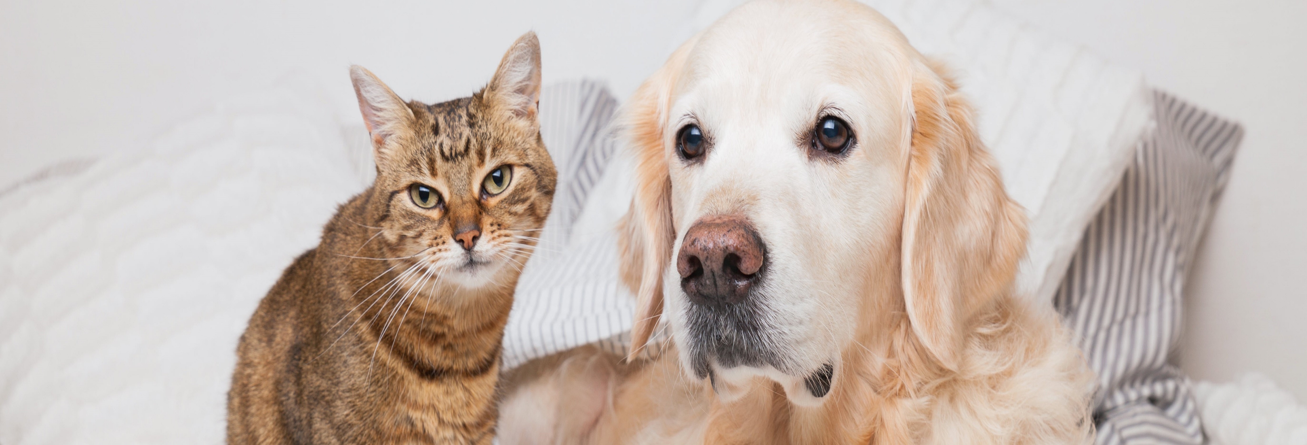 Cat and Dog Header Image