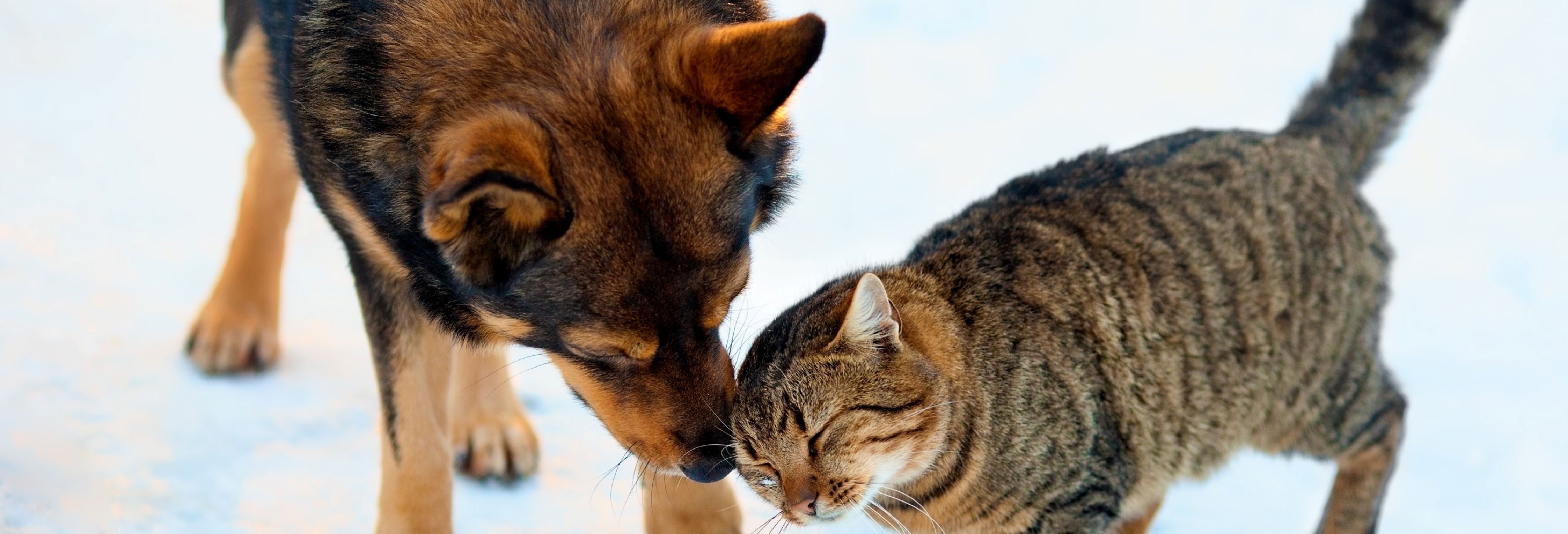 Cat and Dog Header Image