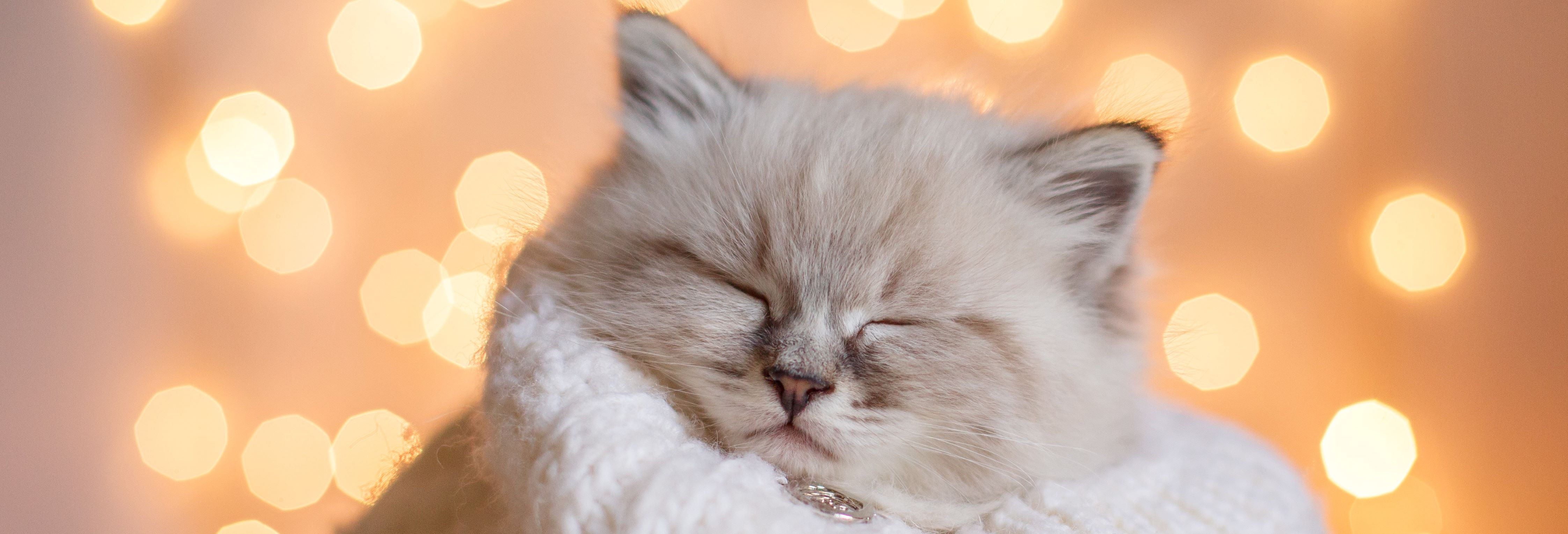 Fluffy Cat Header Image